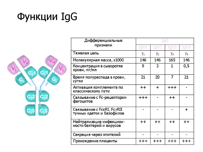 VL VH VH VL C3 C2 CL C1 CL C1 C2 C3 Функции IgG